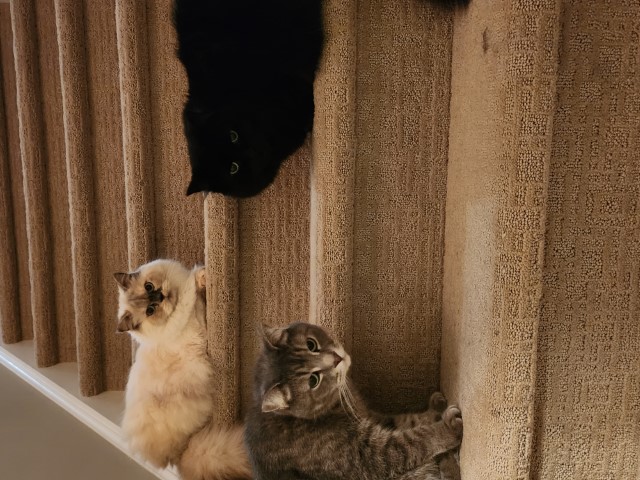Percy Winnie & Oscar